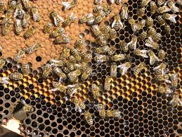 OCENJEVANJE MOČI ČEBELJE DRUŽINE