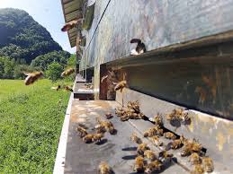 Rezultat iskanja slik za čebele rojijo slike