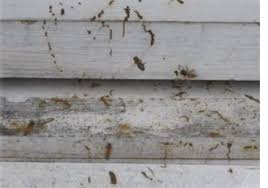 Rezultat iskanja slik za čebelji roj v zraku slike