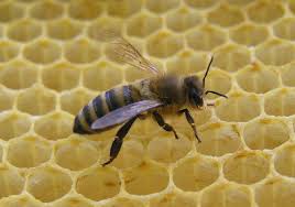 Rezultat iskanja slik za zakaj čebele izginjajo slike