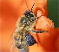 Rezultat iskanja slik za čebelja zadelavina slike