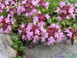 POGUM IN TIMOL = TIMIJAN