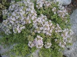 Rezultat iskanja slik za timijan slike