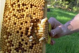 Rezultat iskanja slik za izrezovanje trotovine slike