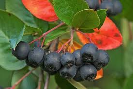 Rezultat iskanja slik za aronija slike