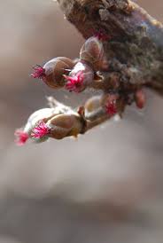 Rezultat iskanja slik za leska slike