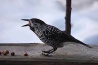 Rezultat iskanja slik za le&scaron;nikar krekovt slike