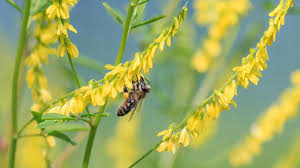 Rezultat iskanja slik za melilotus slike