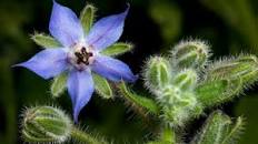 Rezultat iskanja slik za boreč slike