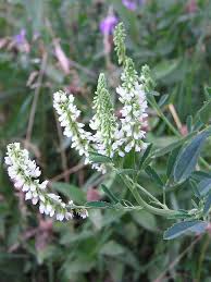Rezultat iskanja slik za bela medena detelja slike