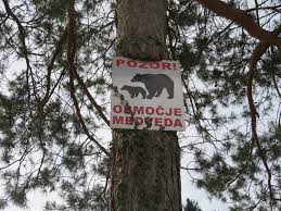 Rezultat iskanja slik za medved in čebele slike