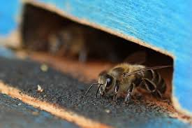 Rezultat iskanja slik za medved in čebele slike