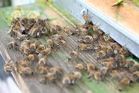 Rezultat iskanja slik za med v satju čebele slike