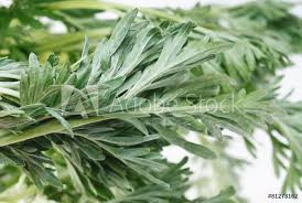 ZA VSAKO BOLEZEN ROŽCA RASE - KAS-81