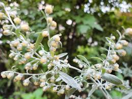 Rezultat iskanja slik za Artemisia absinthium slike