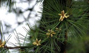 Rezultat iskanja slik za borovi vr&scaron;ički slike