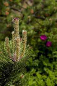 Rezultat iskanja slik za borovi vršički slike