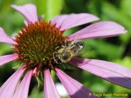 Rezultat iskanja slik za čebele pozimi slike