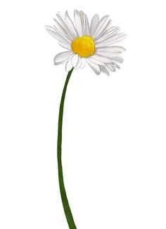 Rough illustration of a daisy flower, made with alcohol felts. Artworks made by Graphics Fae.