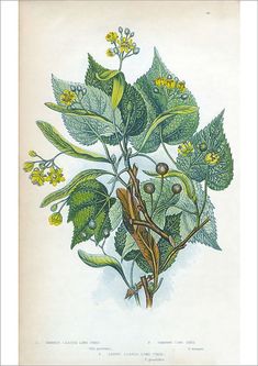 Poster Print-Lime Tree Victorian Botanical Illustration-16