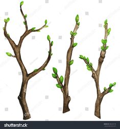Watercolor Tree Branches Green Buds Shoots Stock Illustration 386520178