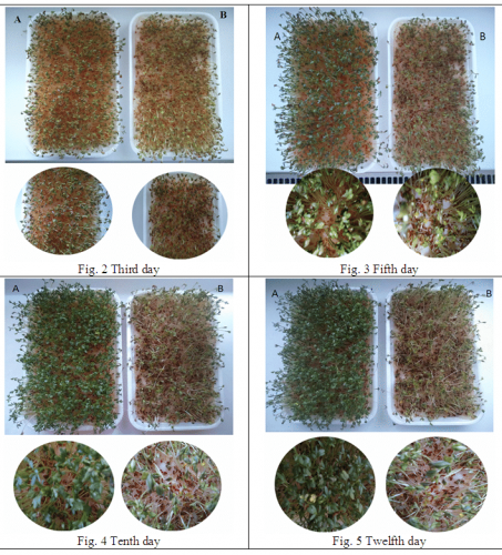 Wi-Fi sevanje zavira kaljenje in rast rastlin