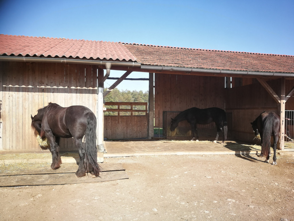 
				Vsak konj je zasedel svoje krmilno mesto.			