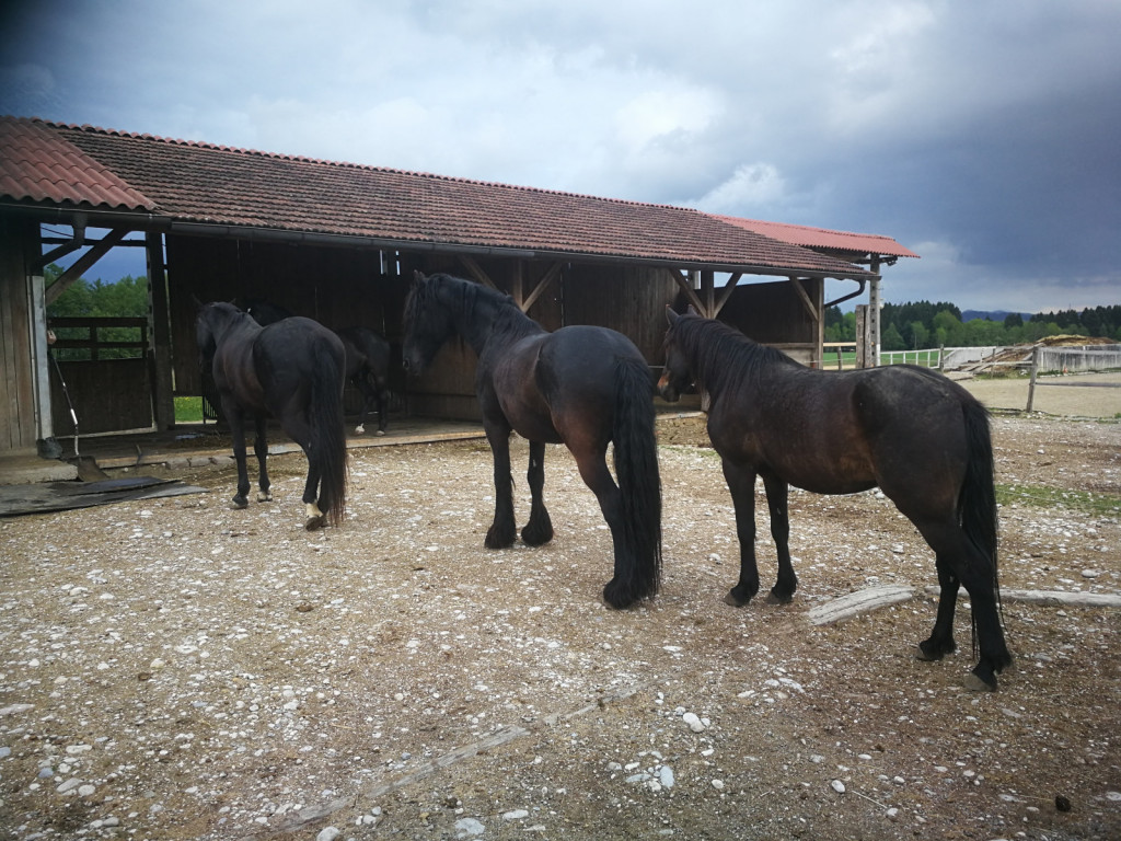 
				Pri&scaron;lek je zaradi svoje dominantne narave uspel pridobiti vodilni položaj v čredi, zato je on pod streho, drugi konji pa so po vrsti postavljeni v hierarhičnem zaporedju pred zavetjem. Tovrstna postavitev se lahko pogosto kaže, ko konji čakajo na hranjenje.<br>
<br>
			