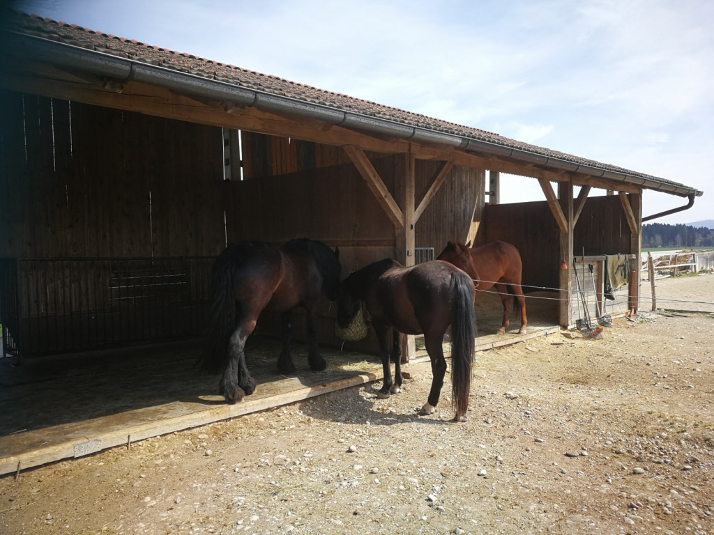 
				Vodilni konj v čredi je v obdobju nekaj mesecev padel na drugo mesto po hierarhični lestvici, saj je bil pri&scaron;lek konj bolj dominantne narave			