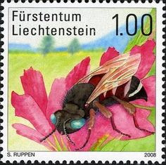 Solitary Bee (Epeoloides coecutiens)