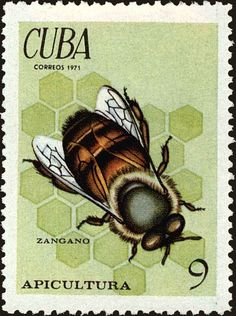 Stamp: Drone (Apis sp.) (Cuba) (Bee keeping) Mi:CU 1704,Sn:CU 1630,Yt:CU 1509