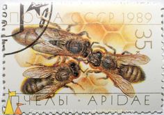 Queen Bee, CCCP, Russia, stamp, insect, bee, 1989, 35 K, Apidae, hexagon, Apis mellifera