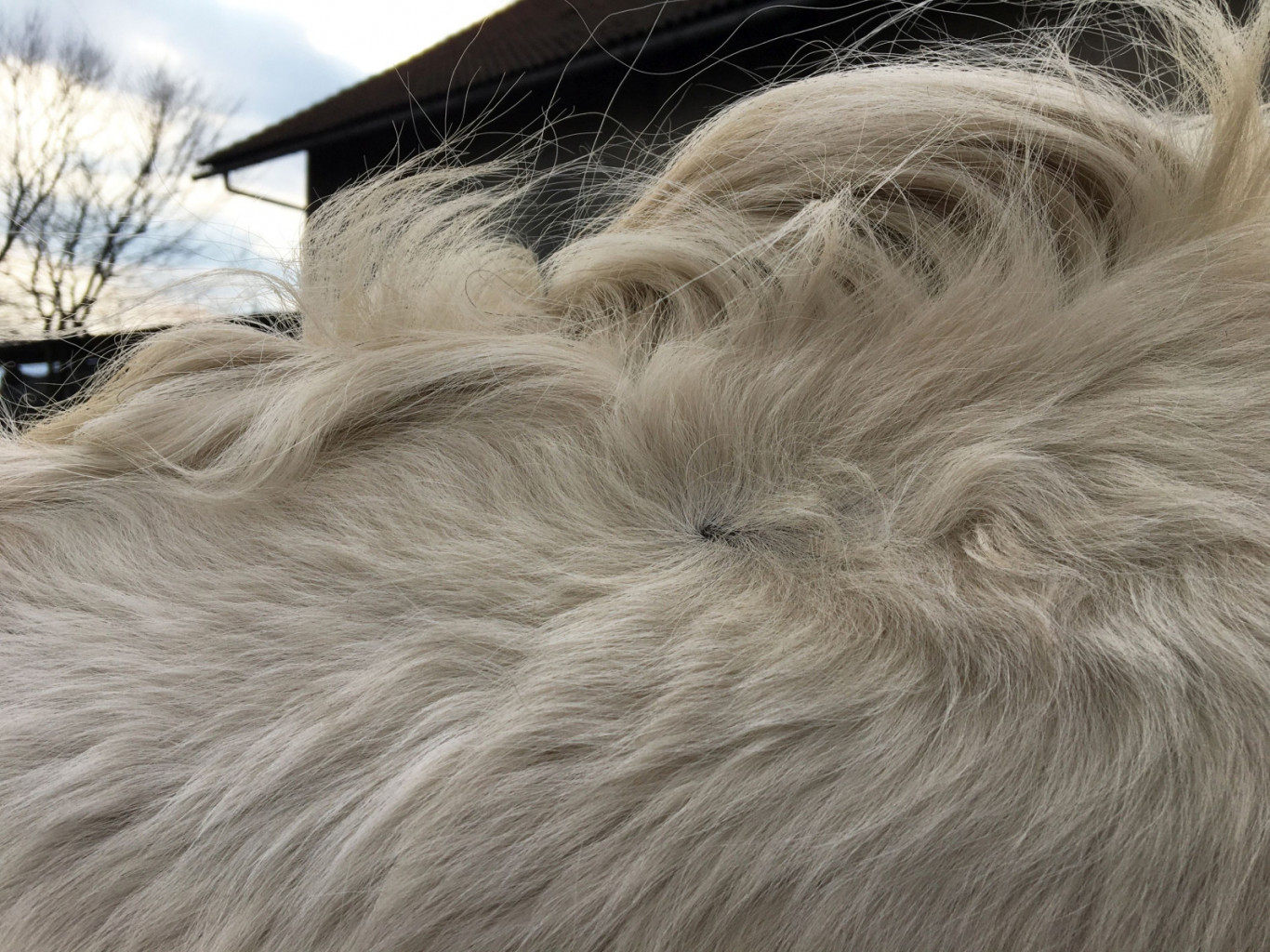 
				Če se vrtinec na vratu pojavlja na obeh straneh simetrično, bo konju mnogo lažje uravnoteženo gibanje. (Foto: PXHere)<br>
			