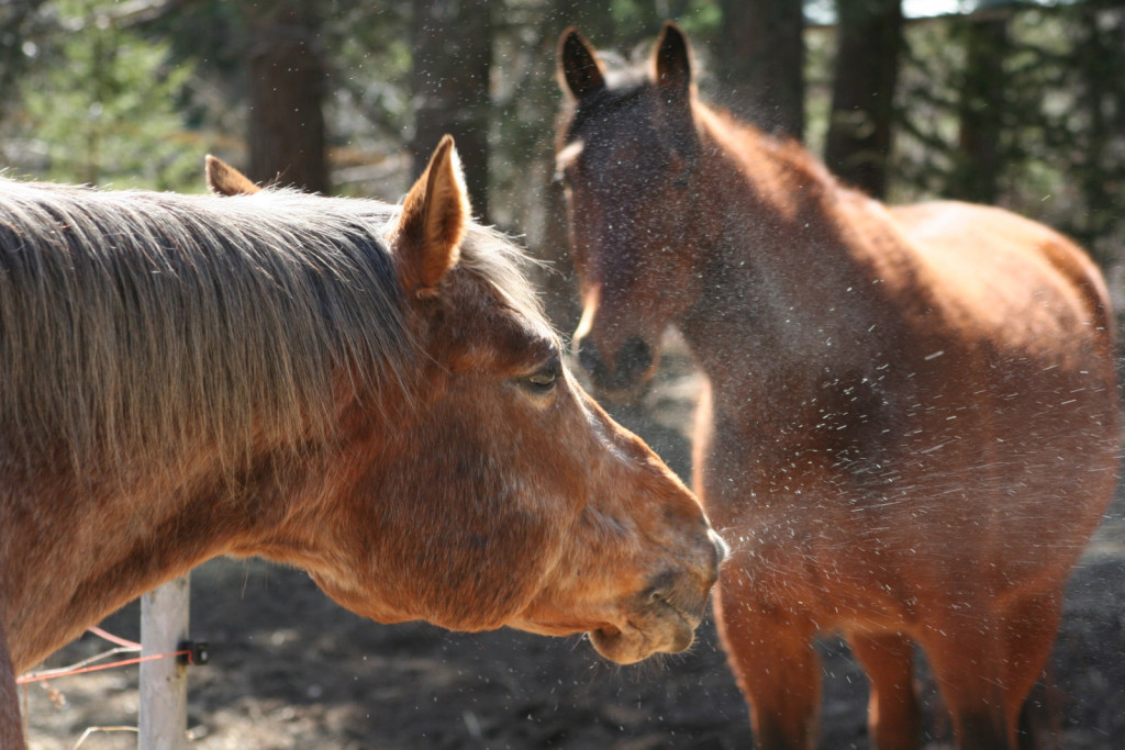 
				Pra&scaron;ni delci v zraku ali visoka koncentracija cvetnega prahu lahko dražijo nosno sluznico, kar je lahko vzrok stresanja z glavo.			