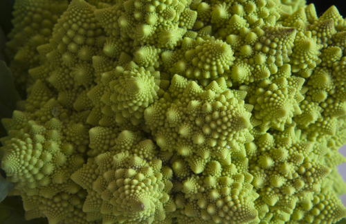 What Is the Fibonacci Sequence? | Live Science