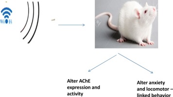 Sevanje Wi-Fi 2,5 GHz spreminja izražanje gena AChE in poškoduje možgane