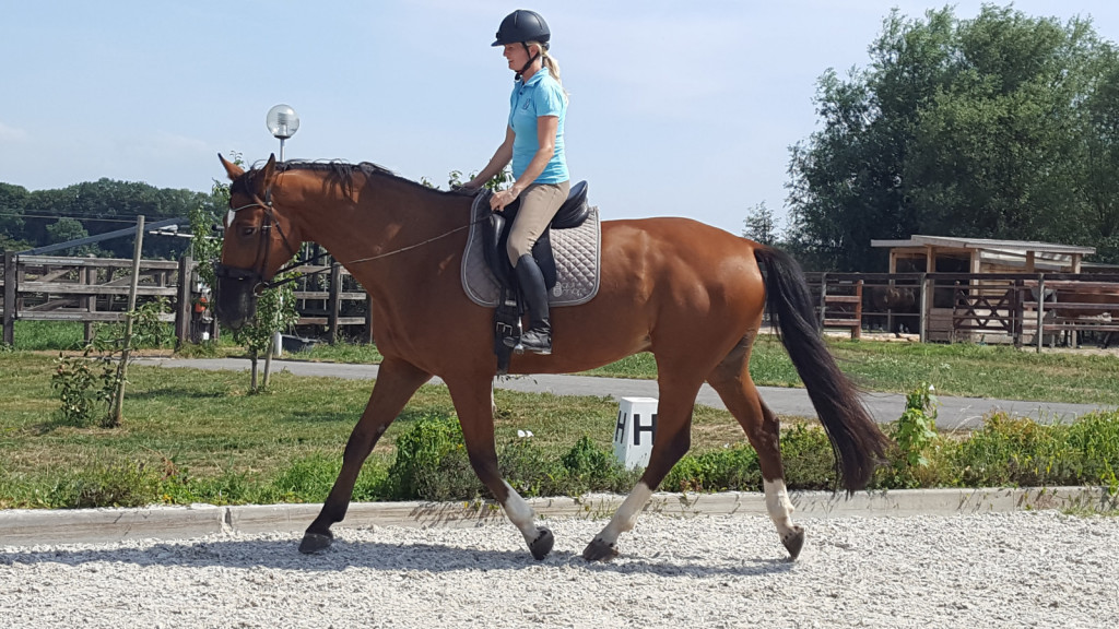 
				Ne glede na to, ali smo tekmovalci ali rekreativci, je pomemben pokazatelj dobrega treninga napredek. Konj, ki je dobro naučen osnov, se je sposoben sam od sebe nositi v zdravi drži v vseh treh hodih.			