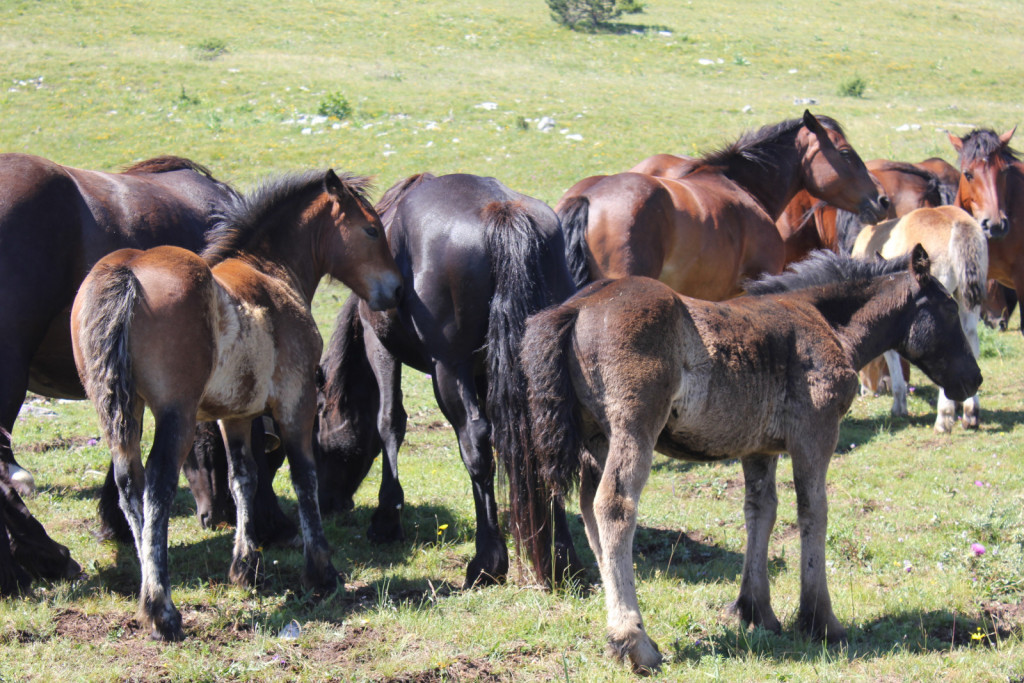 
				Žrebeta v družbi mam			