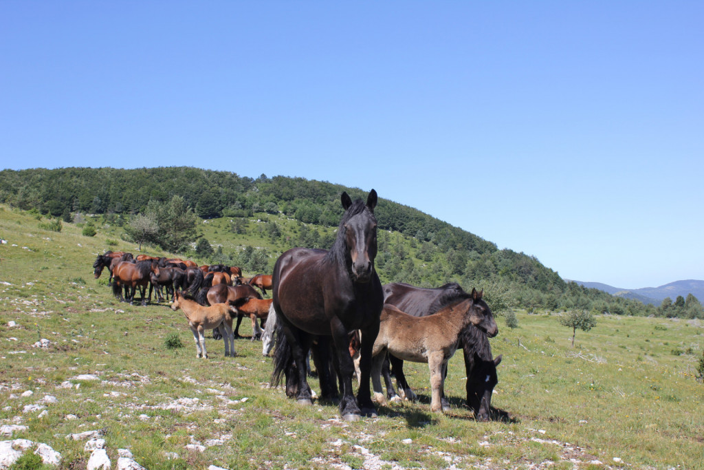 
				Čreda posavskih kobil z žrebeti			