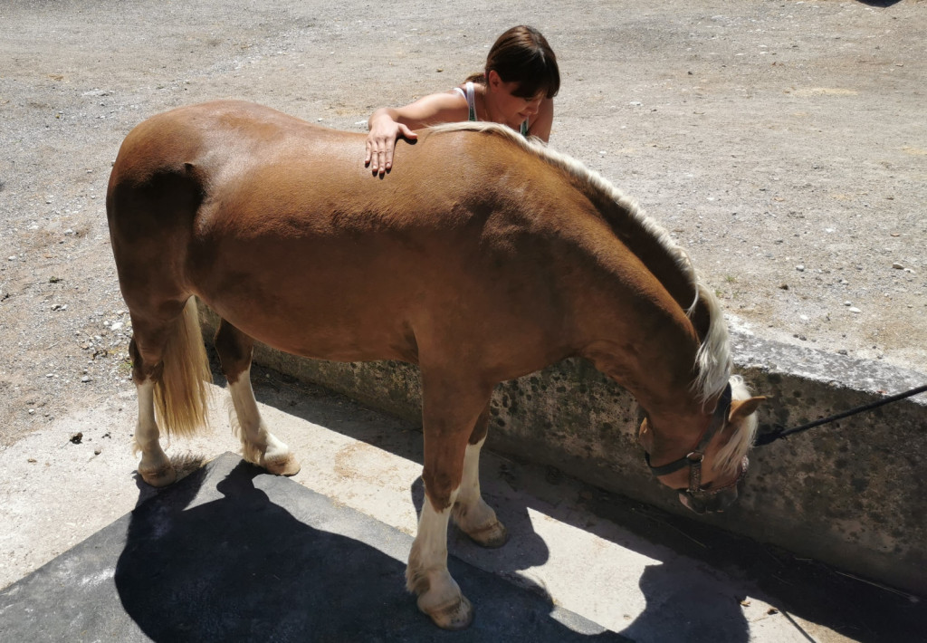 
				Za spoznavanje konja s klančino si vzemimo čas in pustimo konju, da se sprva približa sam.			
