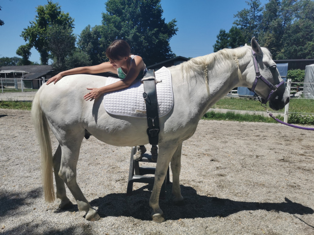 
				Konja se dotikamo po celotnem telesu in ga s tem privadimo na dotike pacienta.			