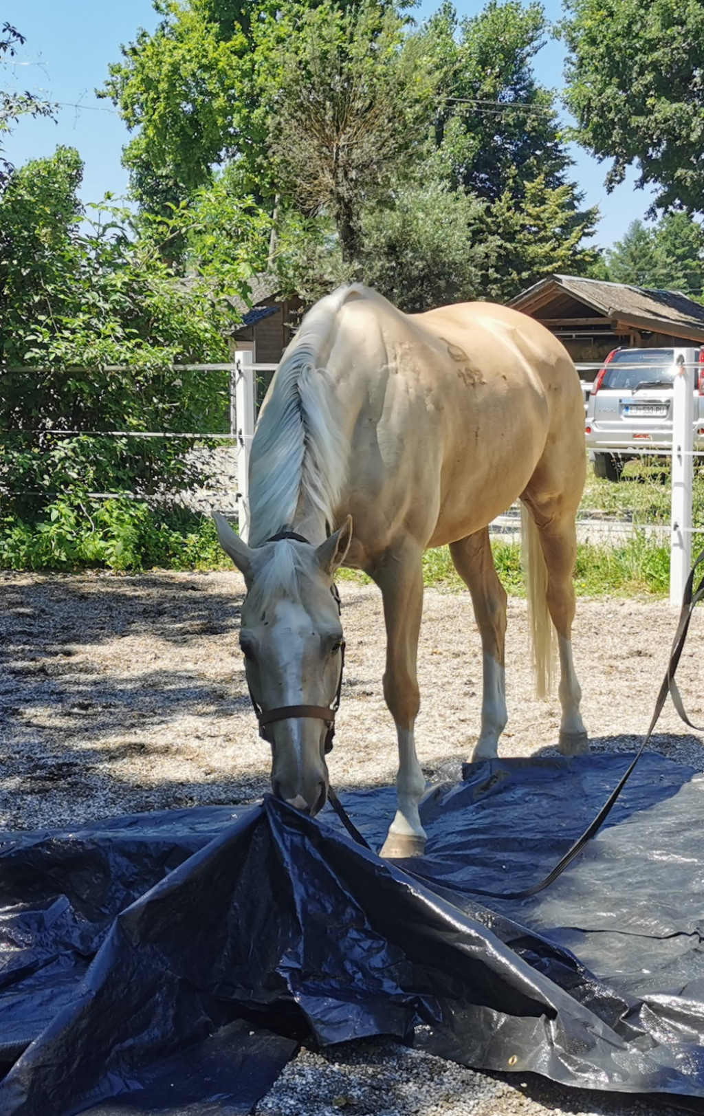 
				Plastično ponjavo pogrnemo po tleh in konja vodimo čeznjo.			