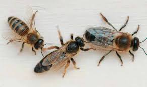 UČBENIK ZA LJUBITELJE ČEBEL