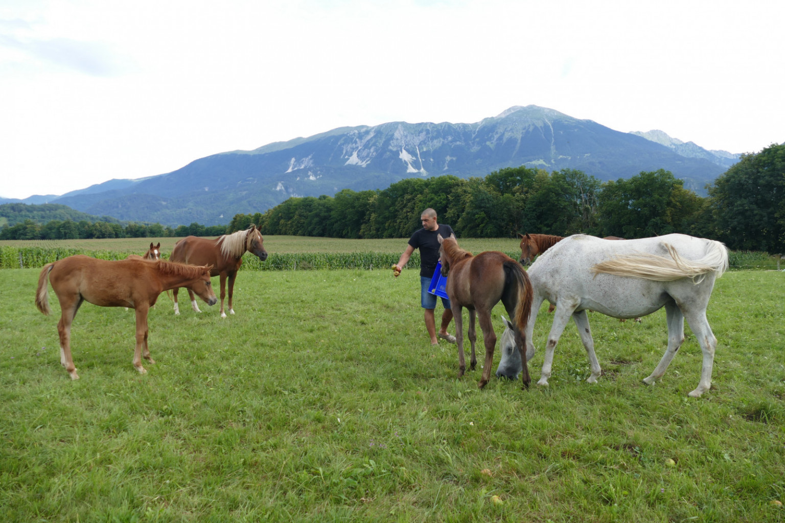 
				Kobile z žrebeti vsak dan obi&scaron;če na pa&scaron;niku in jih razvaja z jabolki.			