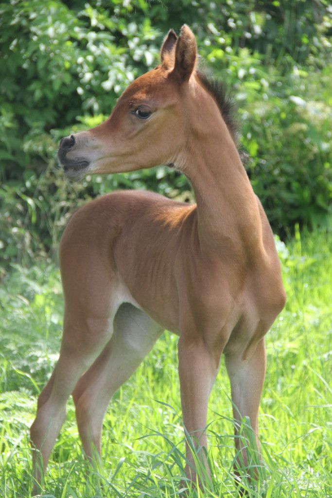 
				Jumanah P (SA Faez Simbad X Jamuna P) kot 4-dnevna žrebička. Jumanah P je bila lani prodana v El Khatib Stud.			