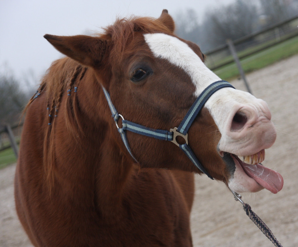 
				Pogostej&scaron;e zehanje je lahko znak kolike.			