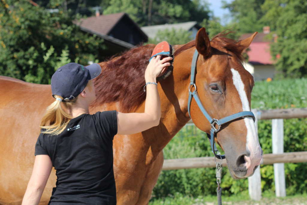 
				Krtačenje je predvsem pomembno z vidika ugotavljanja sprememb v konjevem zdravstvenem stanju.			
