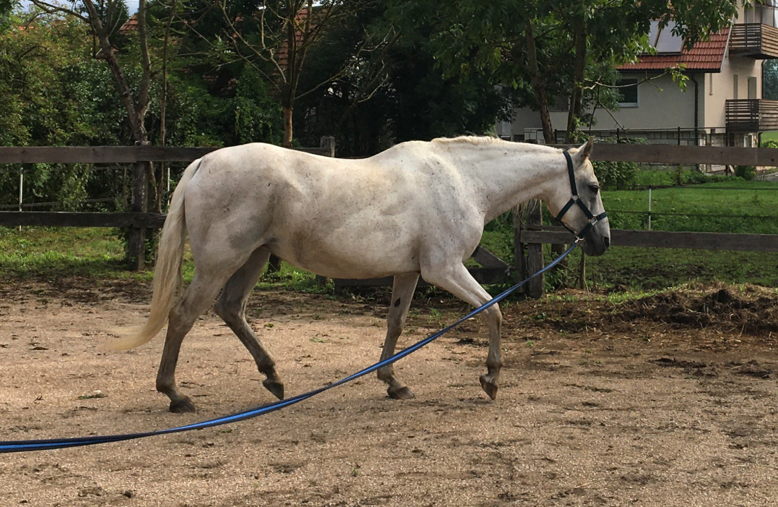 
				Pravilno in uravnoteženo gibanje na lonži je odlična telovadba za seniorje. 			