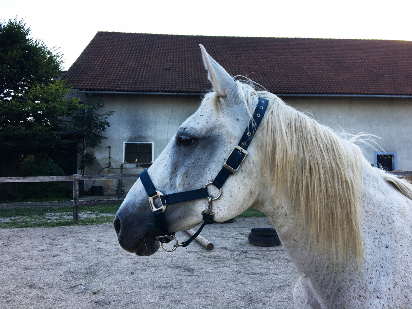 
				Kljub temu, da imajo starej&scaron;i konji po navadi več zdravstvenih težav, so pogosto pravi zaklad. Z ustrezno skrbjo lahko poskrbimo za to, da bodo konji tudi v zrelih letih vitalni in zadovoljni. 			