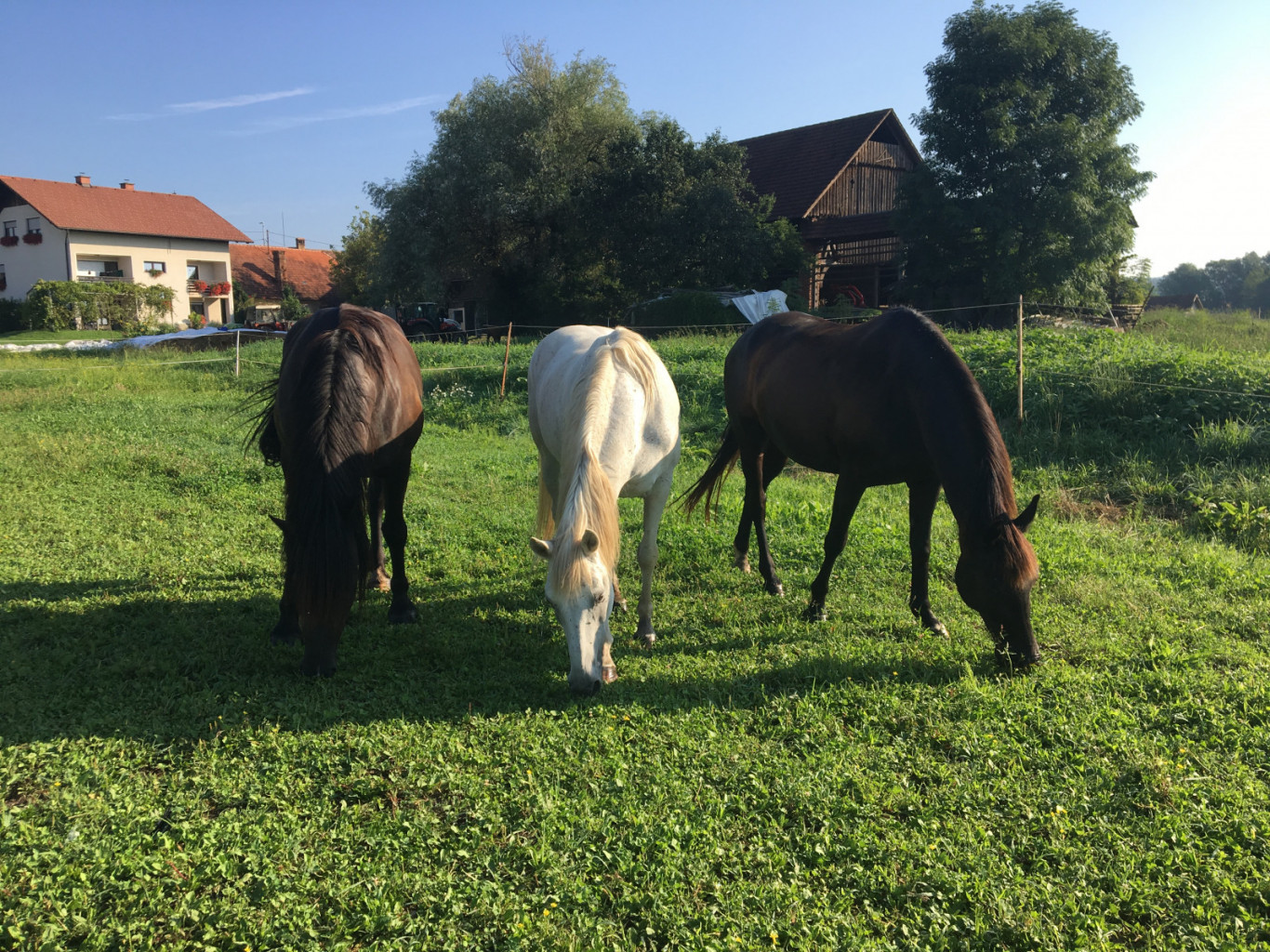 
				Dobro počutje seniorjev v čredi je zelo pomembno za ohranjanje primerne telesne teže in zmanj&scaron;evanje ravni stresa. 			